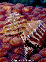 This photo of a pair of Christmas Tree Worms was taken la... by Steven Anderson 